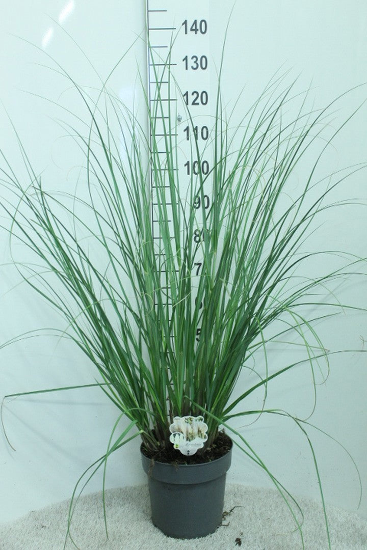 Cortaderia selloana 130cm 29cm Pot