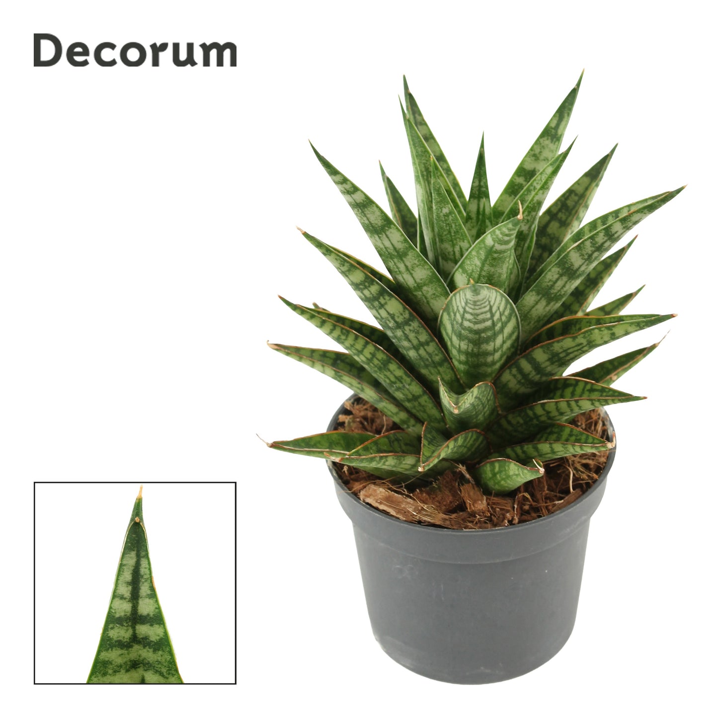 Sansevieria 18cm 9cm Pot