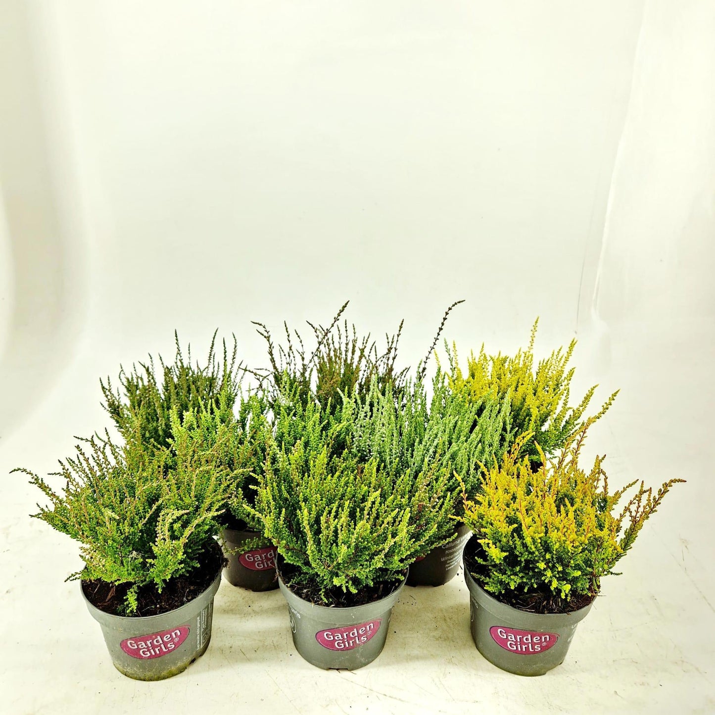 Calluna Garden Girls mix 25cm 13cm Pot