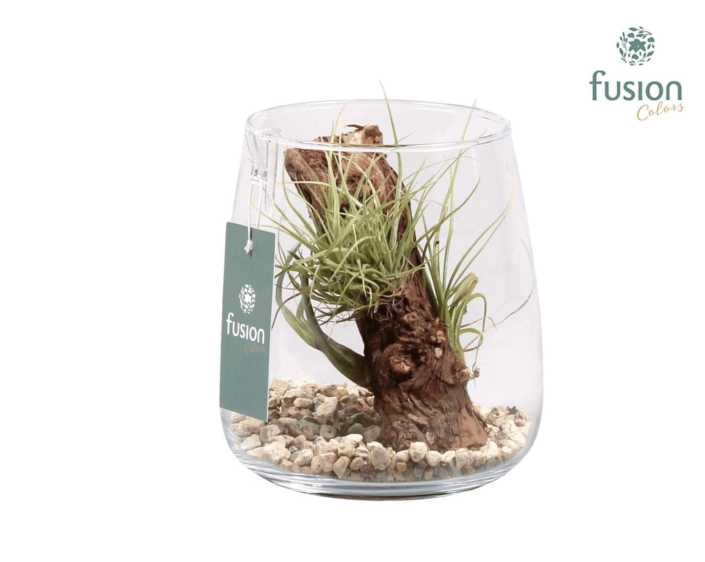 arr. Tillandsia 20cm 15cm Pot