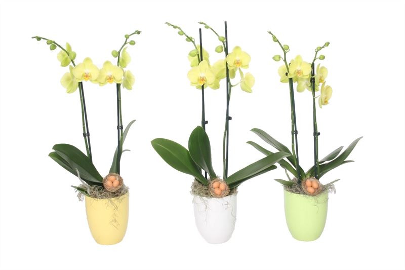 Phalaenopsis yellow 55cm 12cm Pot