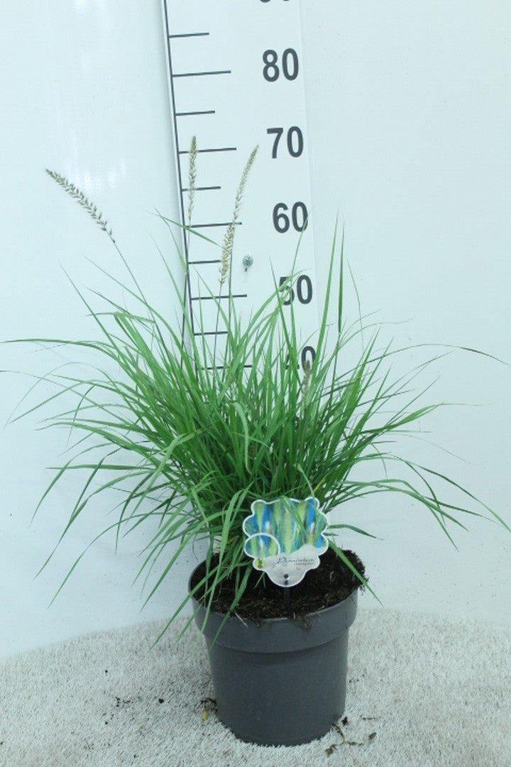 Pennisetum orientale 70cm 23cm Pot