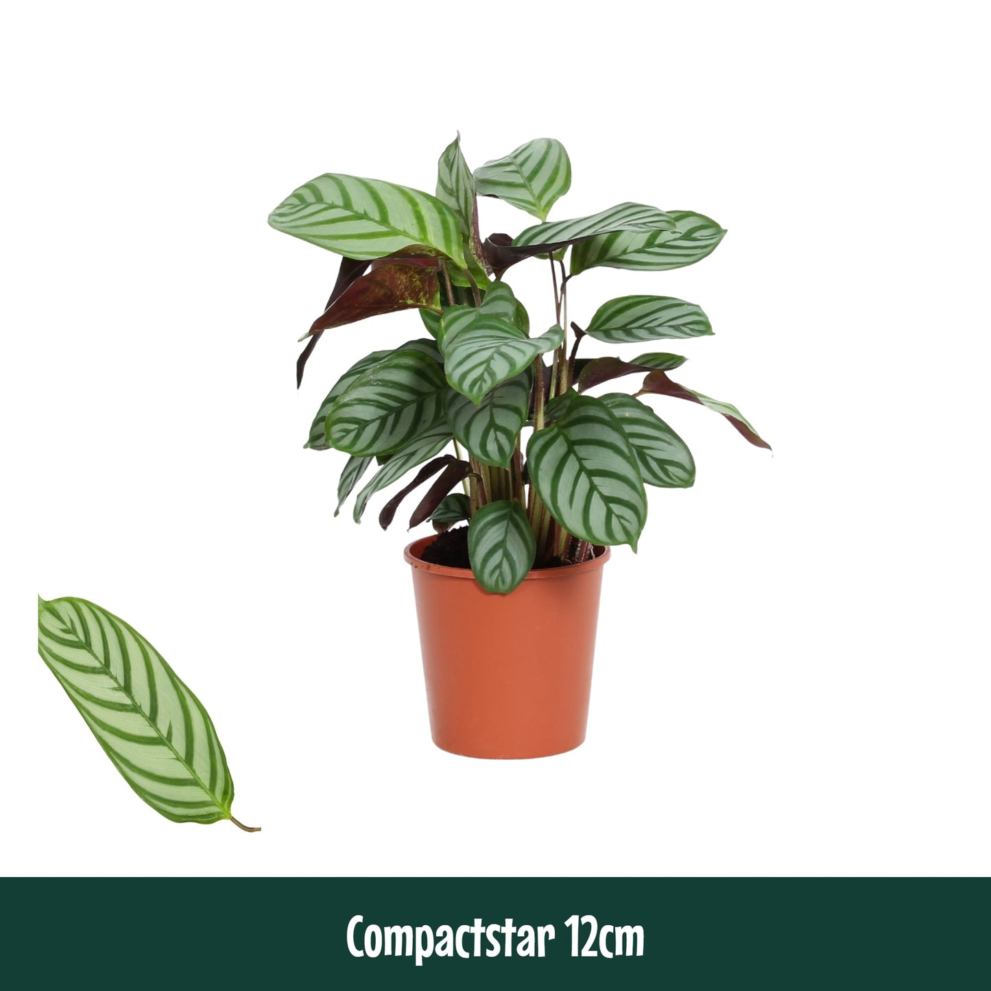 Ctenanthe Compactstar 40cm 12cm Pot