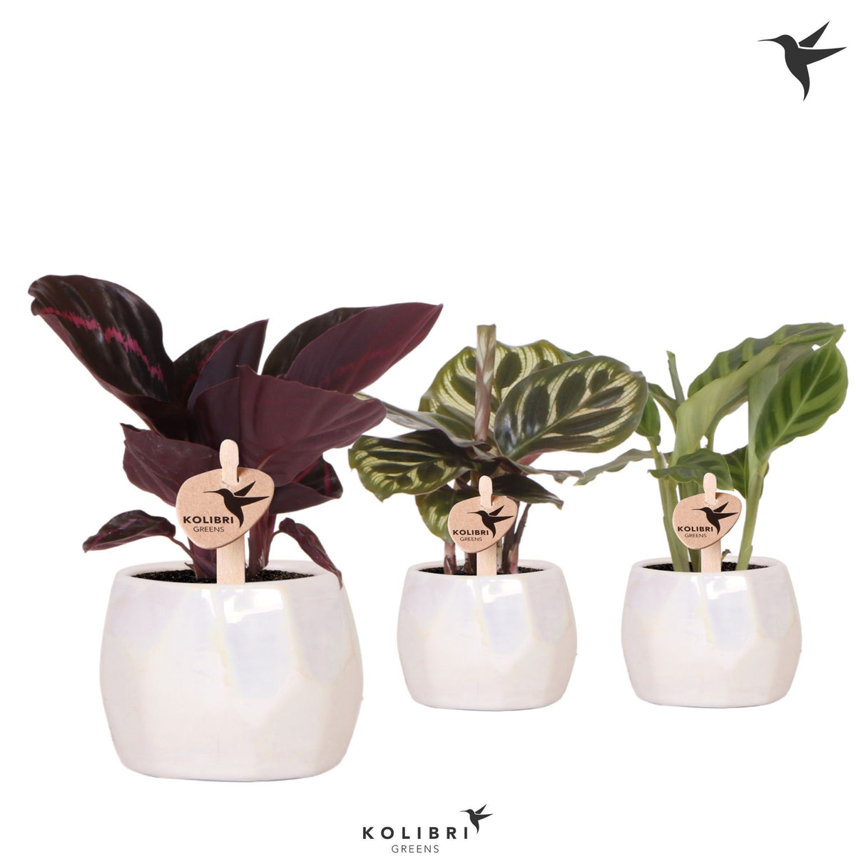 Calathea mix 16cm 6cm Pot