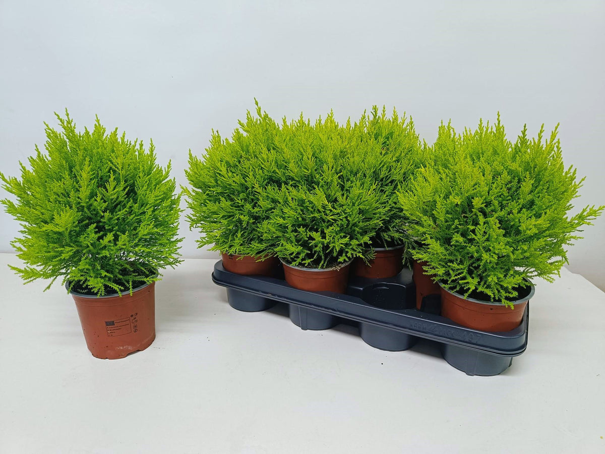 Cupressus Goldcrest standard 40cm 14cm Pot