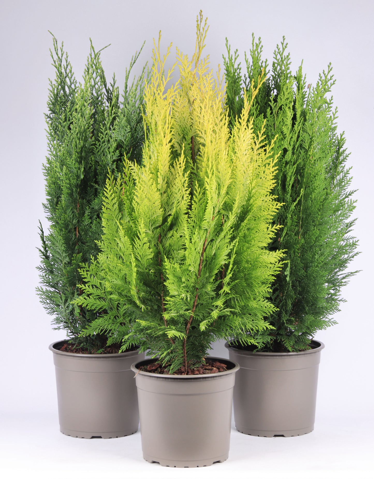 Conifer upright mix 75cm 23cm Pot