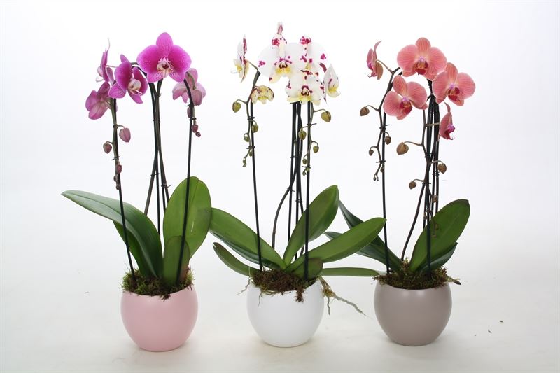 Phalaenopsis mix 55cm 12cm Pot