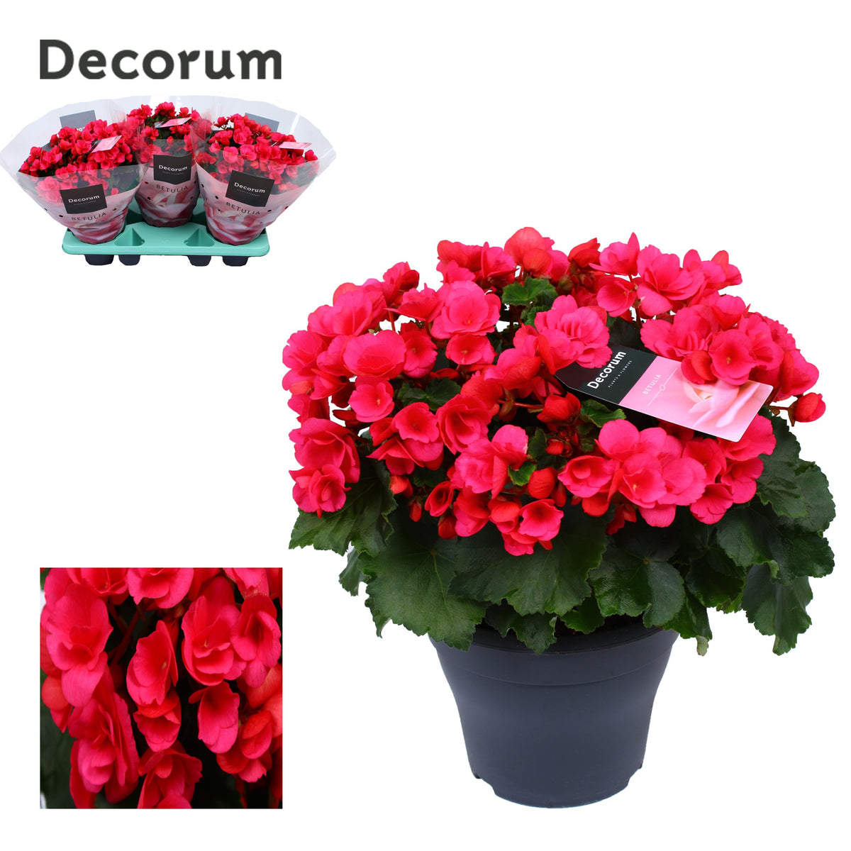 Begonia Betulia Pink 35cm 19cm Pot