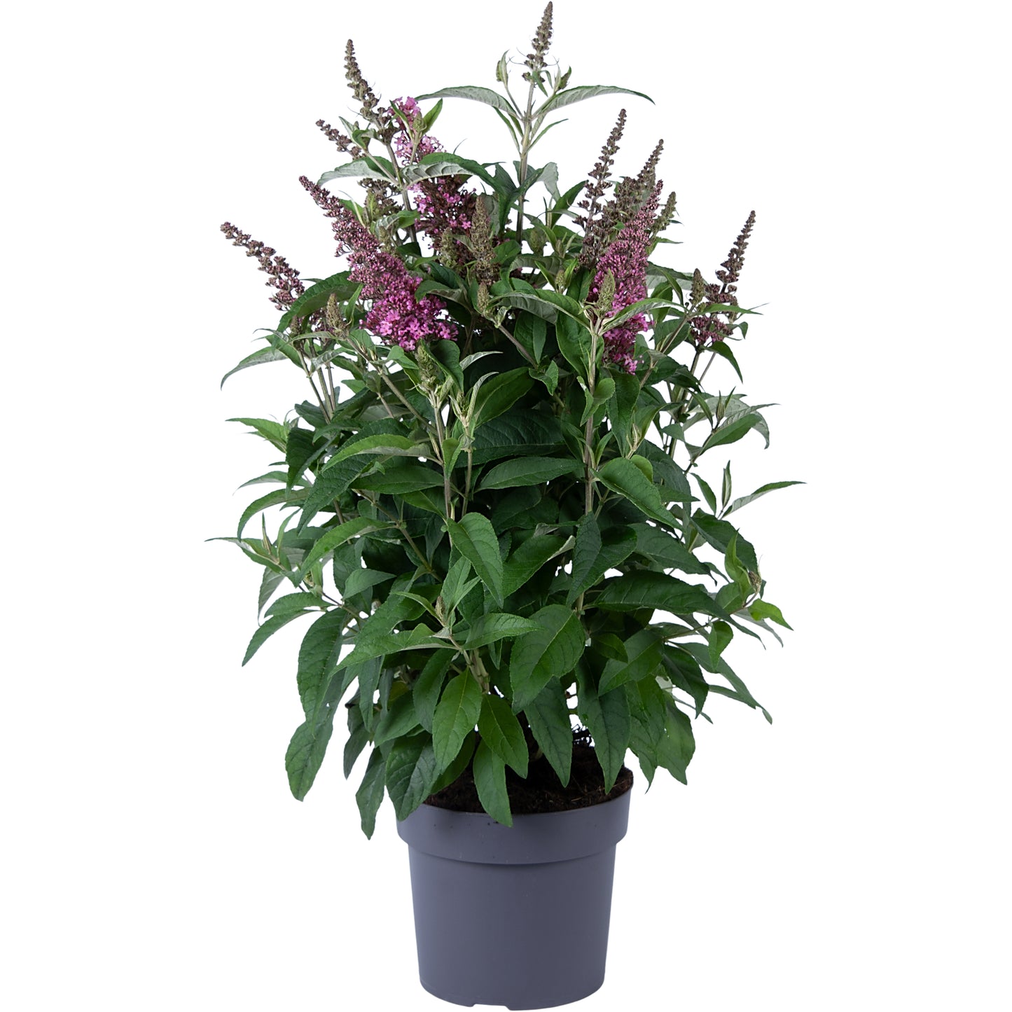 Buddleja Butterfly Candy Little Pink 60cm 19cm Pot