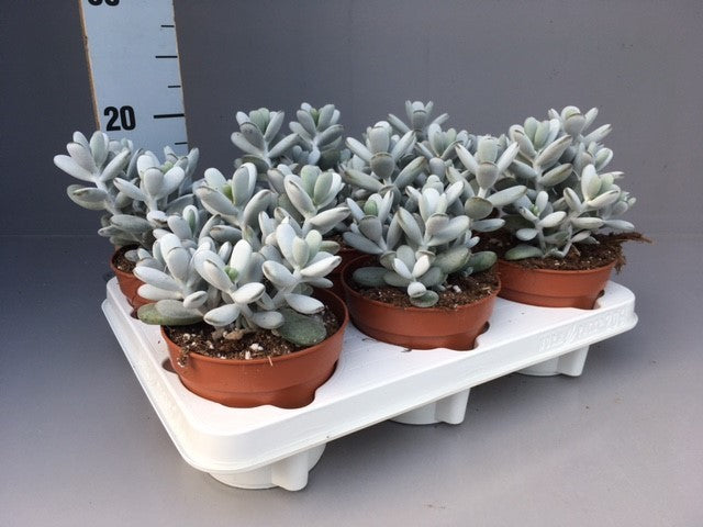 Cotyledon Coral 20cm 12cm Pot