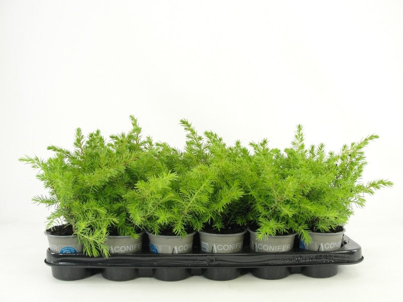 Juniperus mix 20cm 9cm Pot
