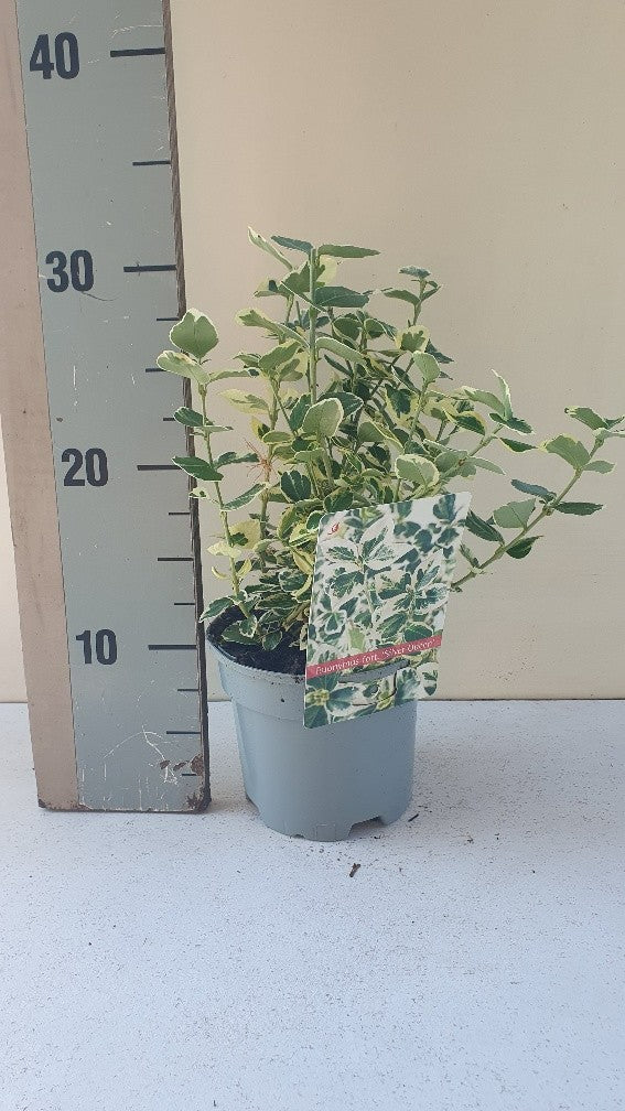 Roessel Tuinpl. VOF, B. v. Euonymus Silver Queen Pack of 8