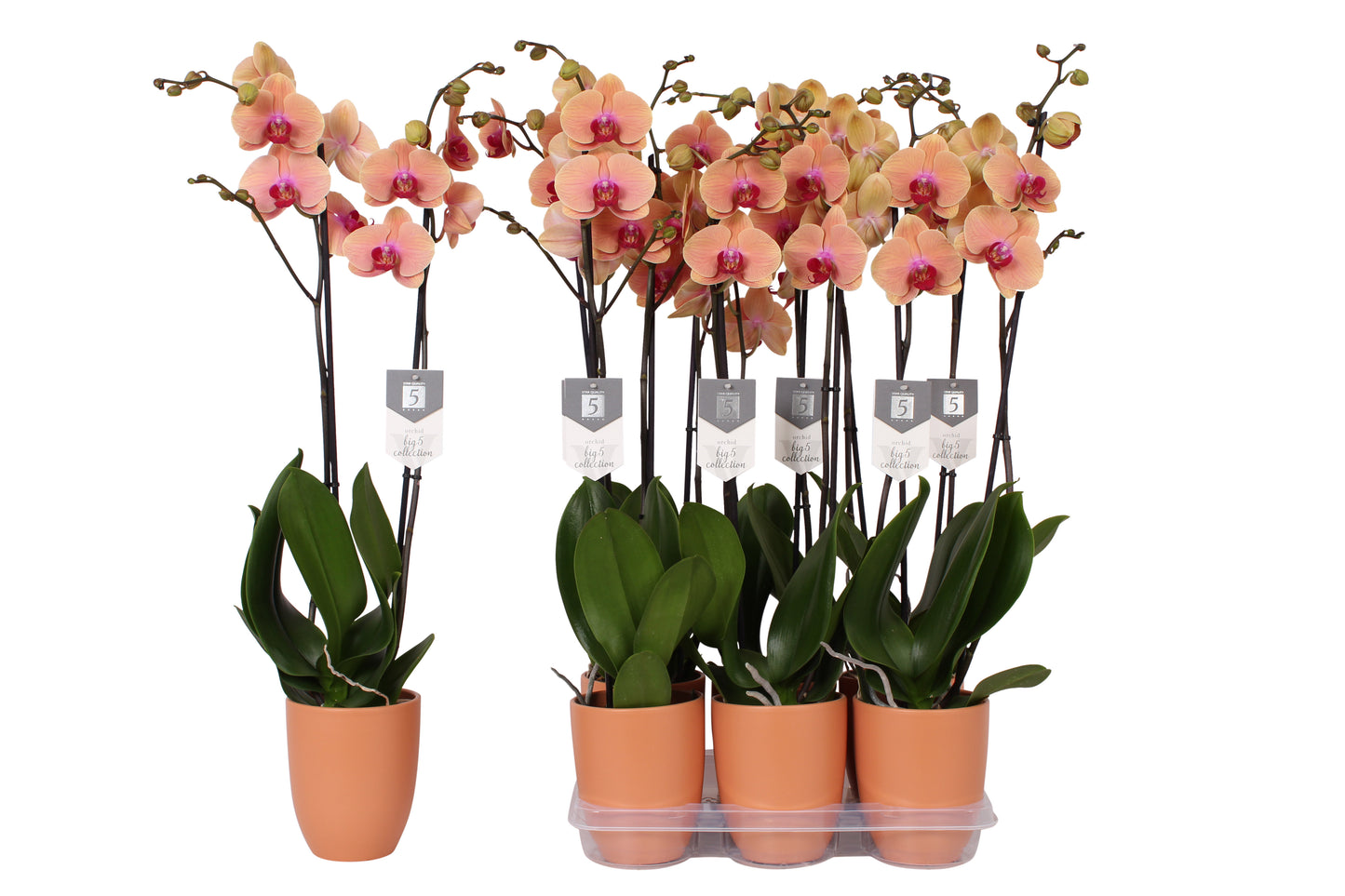 Vijverberg BV, kw. Piet Phalaenopsis Caribbean Dream Pack of 6