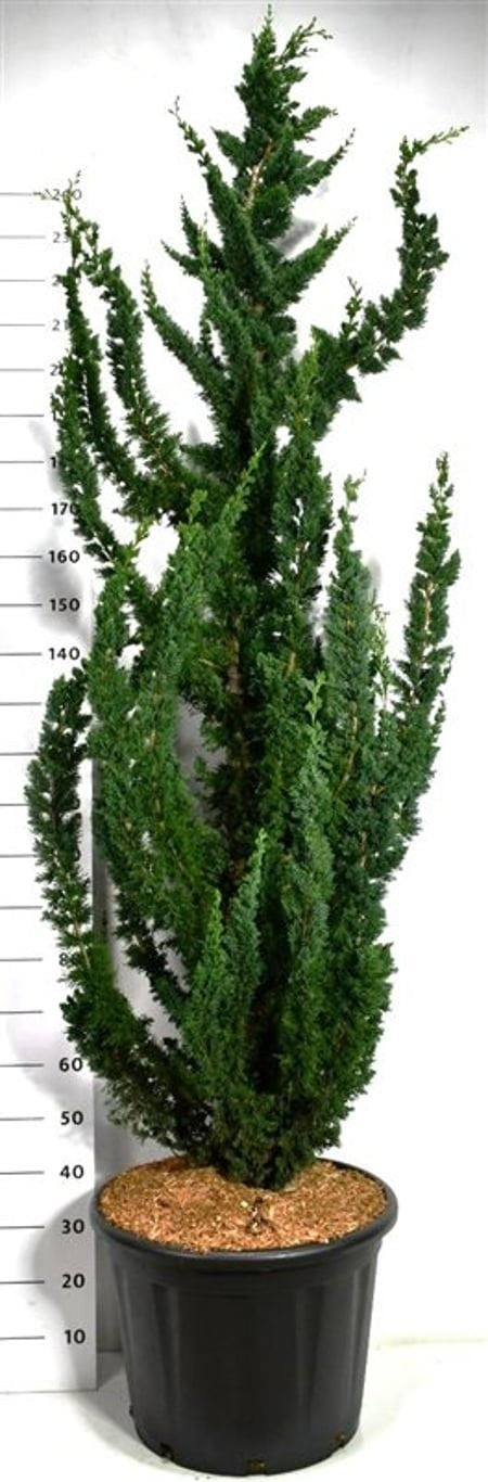 Chamaecyparis 260cm 58cm Pot
