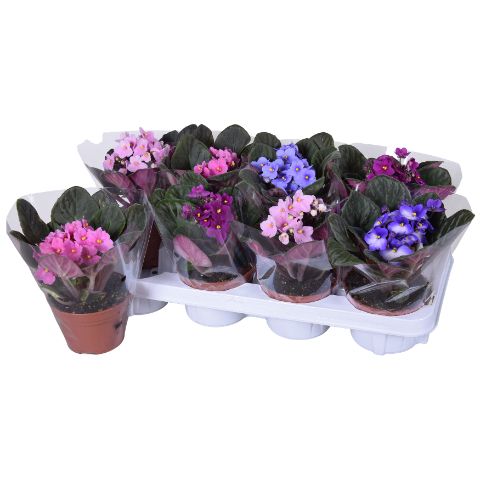 Saintpaulia mix 20cm 12cm Pot