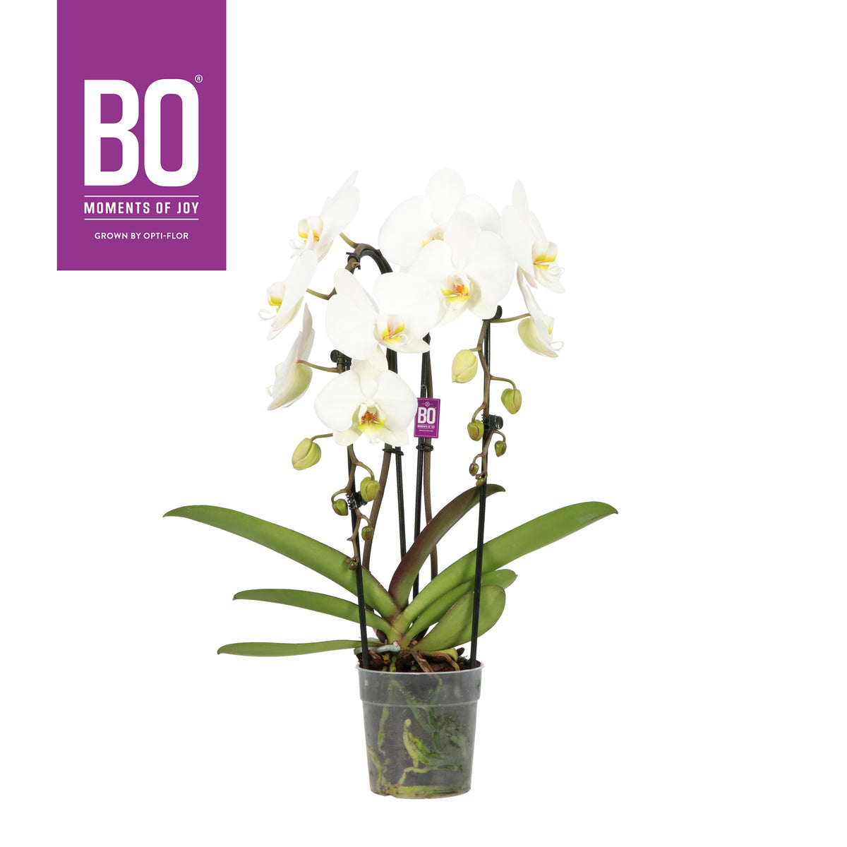 Phalaenopsis white cascade 60cm 12cm Pot
