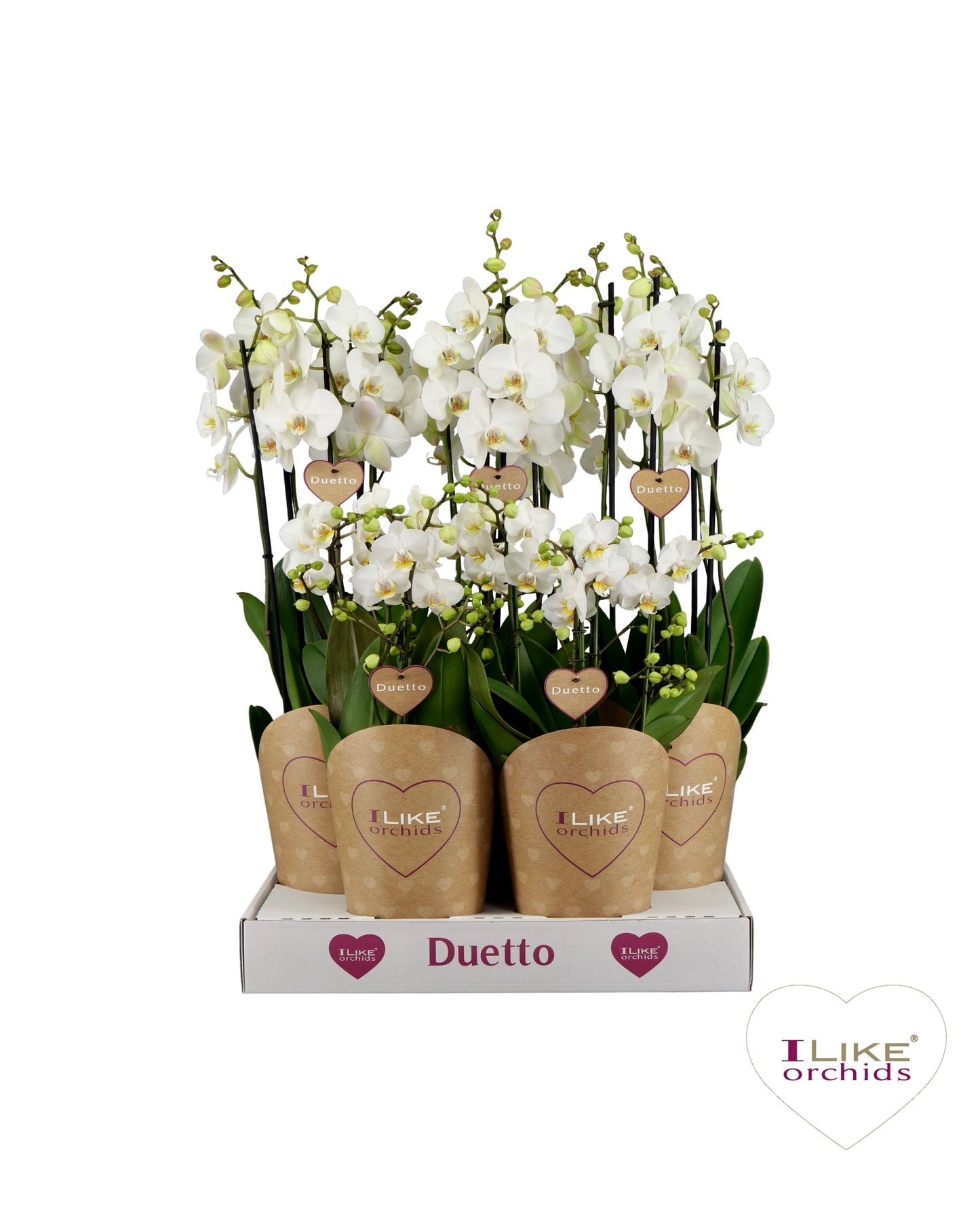 Phalaenopsis white 70cm 17cm Pot