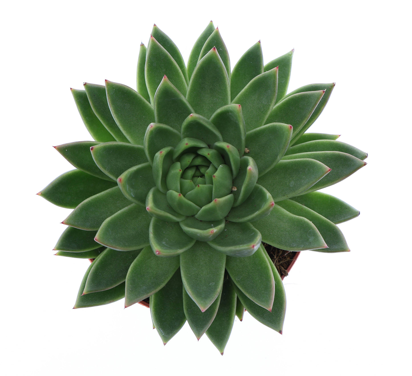 Euro Cactus Holland Bv Echeveria Miranda Pack of 3