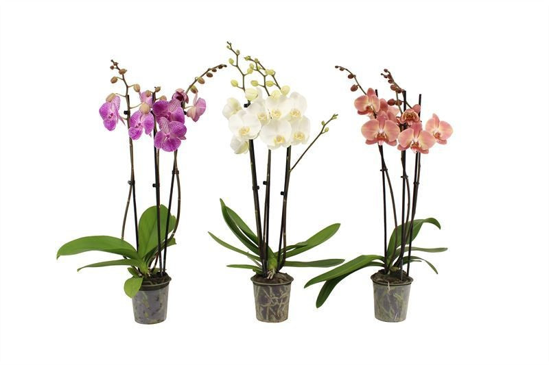 Phalaenopsis mix 65cm 12cm Pot