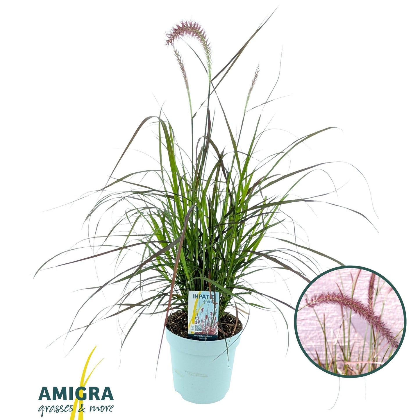 Pennisetum Rubrum 95cm 17cm Pot