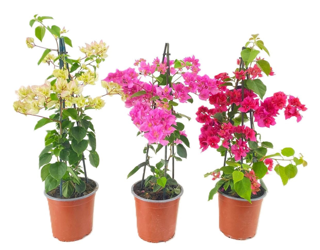Bougainvillea 55cm 14cm Pot