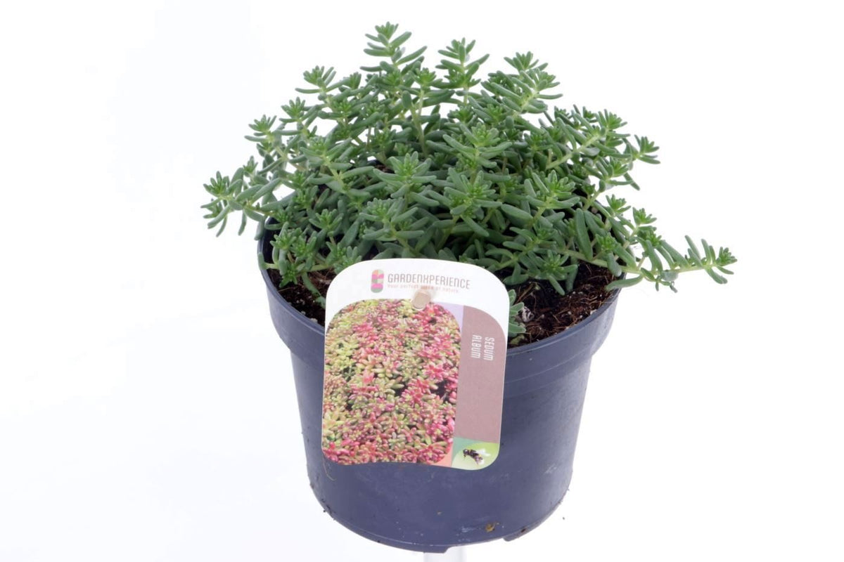 Sedum album Coral Carpet 20cm 13cm Pot