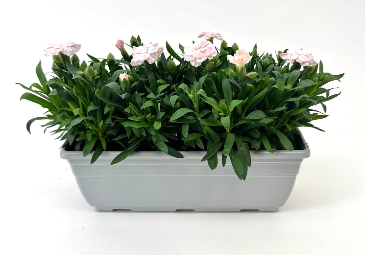 Dianthus Oscar white 24cm 27cm Pot