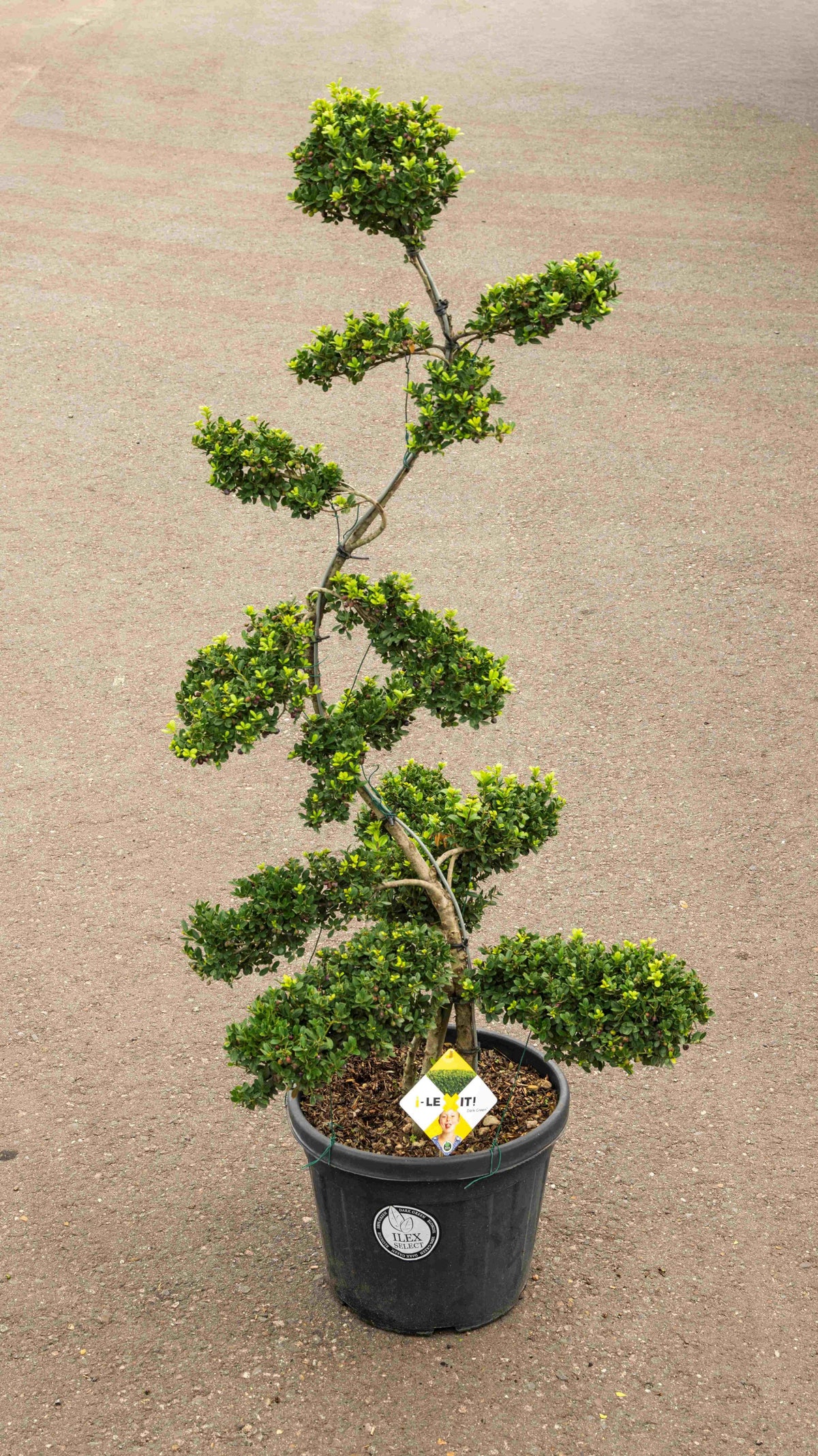 Ilex crenata Dark Green 180cm 45cm Pot
