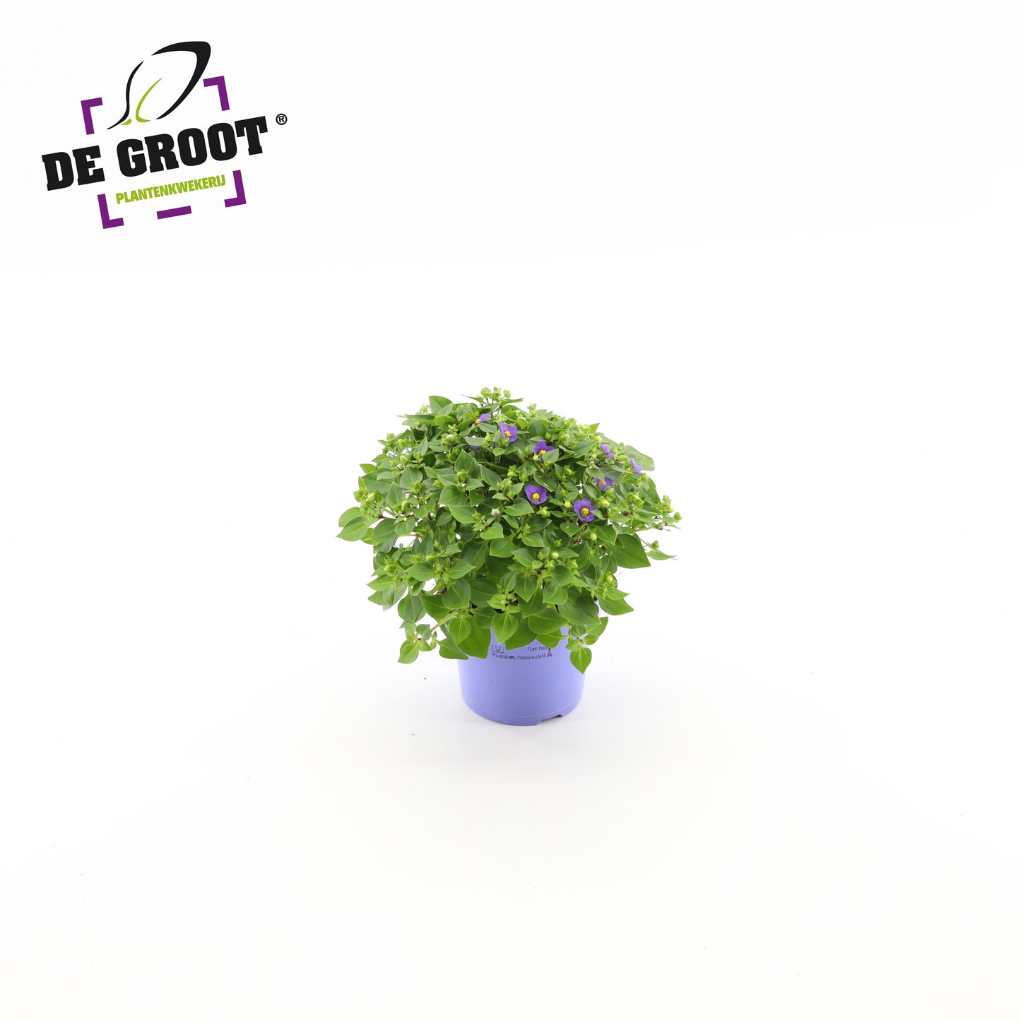 Groot BV, Kwekery J. de Exacum Blue Star Pack of 8