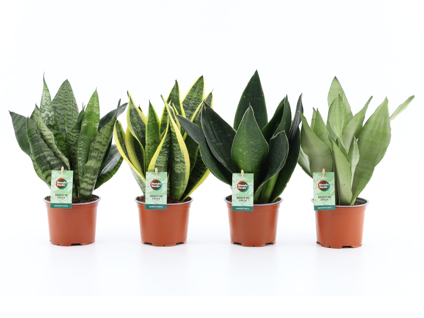 Mondo Verde (Bakker) Sansevieria Pack of 10