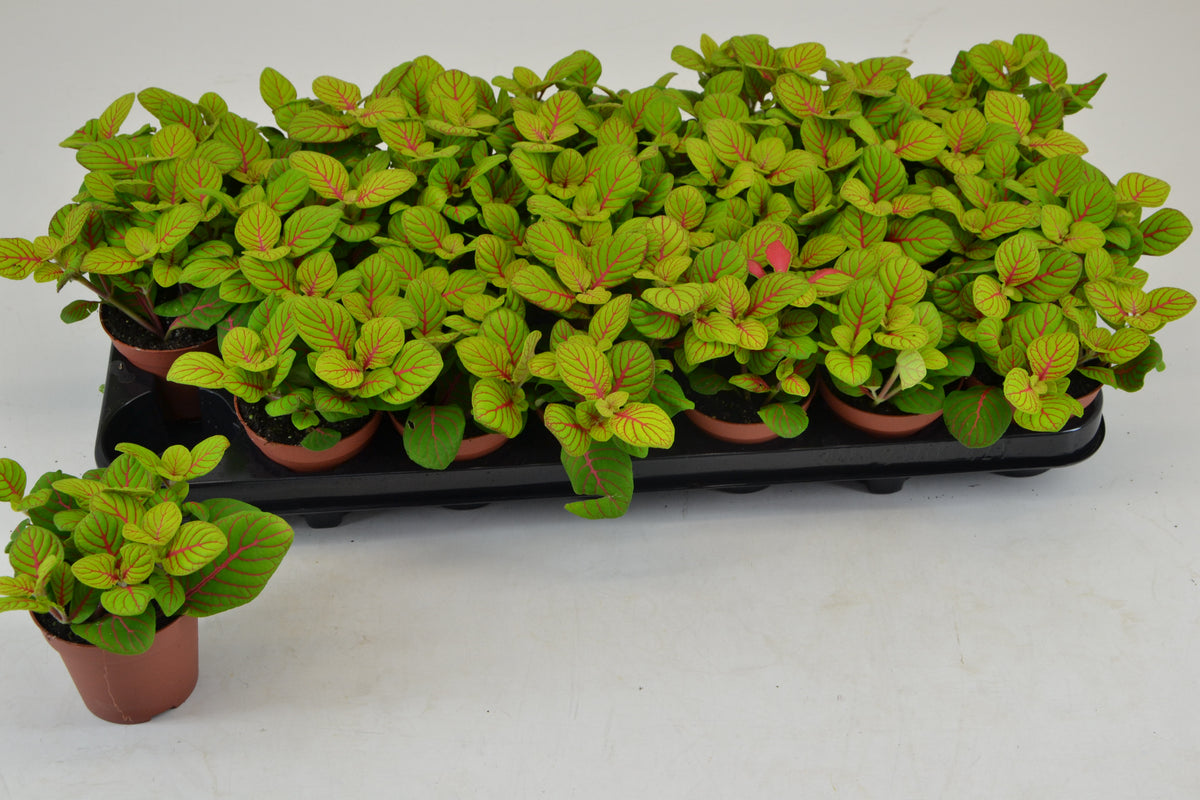 Fittonia verschaffeltii 12cm 8.5cm Pot