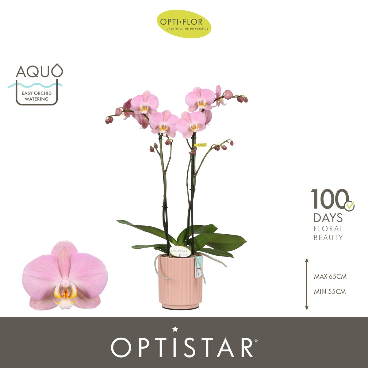 Phalaenopsis Padova 60cm 12cm Pot