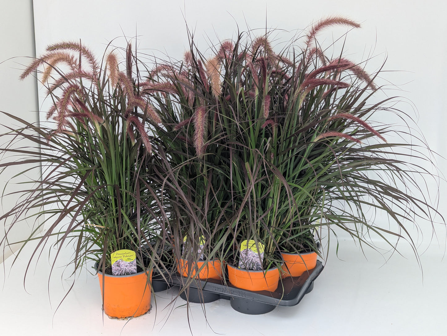 Pennisetum advena Tiny Tails 618cm 17cm Pot