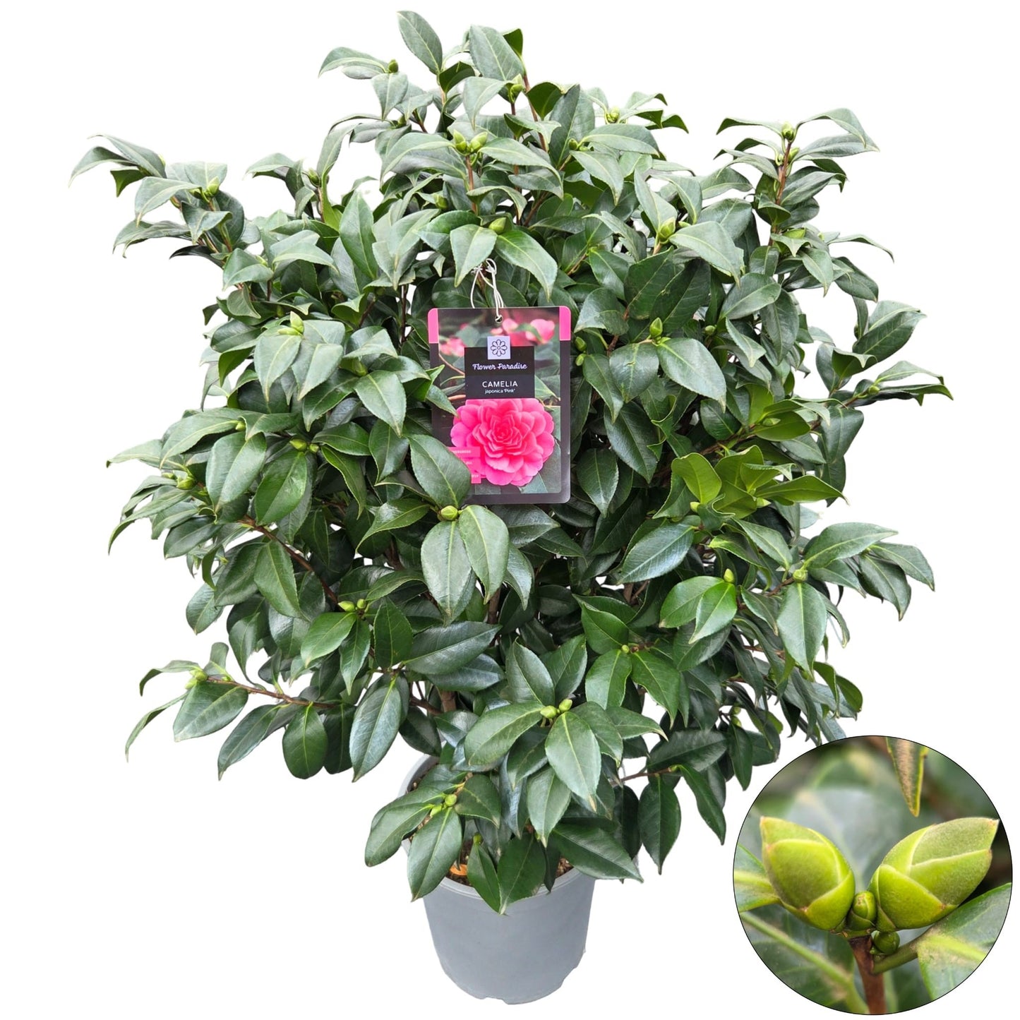 Camellia japonica 120cm 29cm Pot