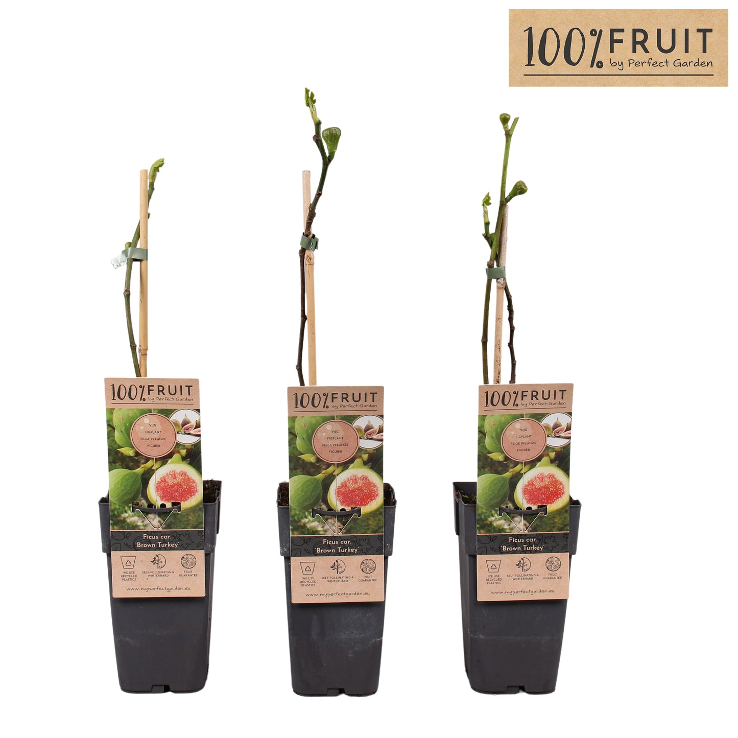 Ficus carica Brown Turkey 65cm 15cm Pot