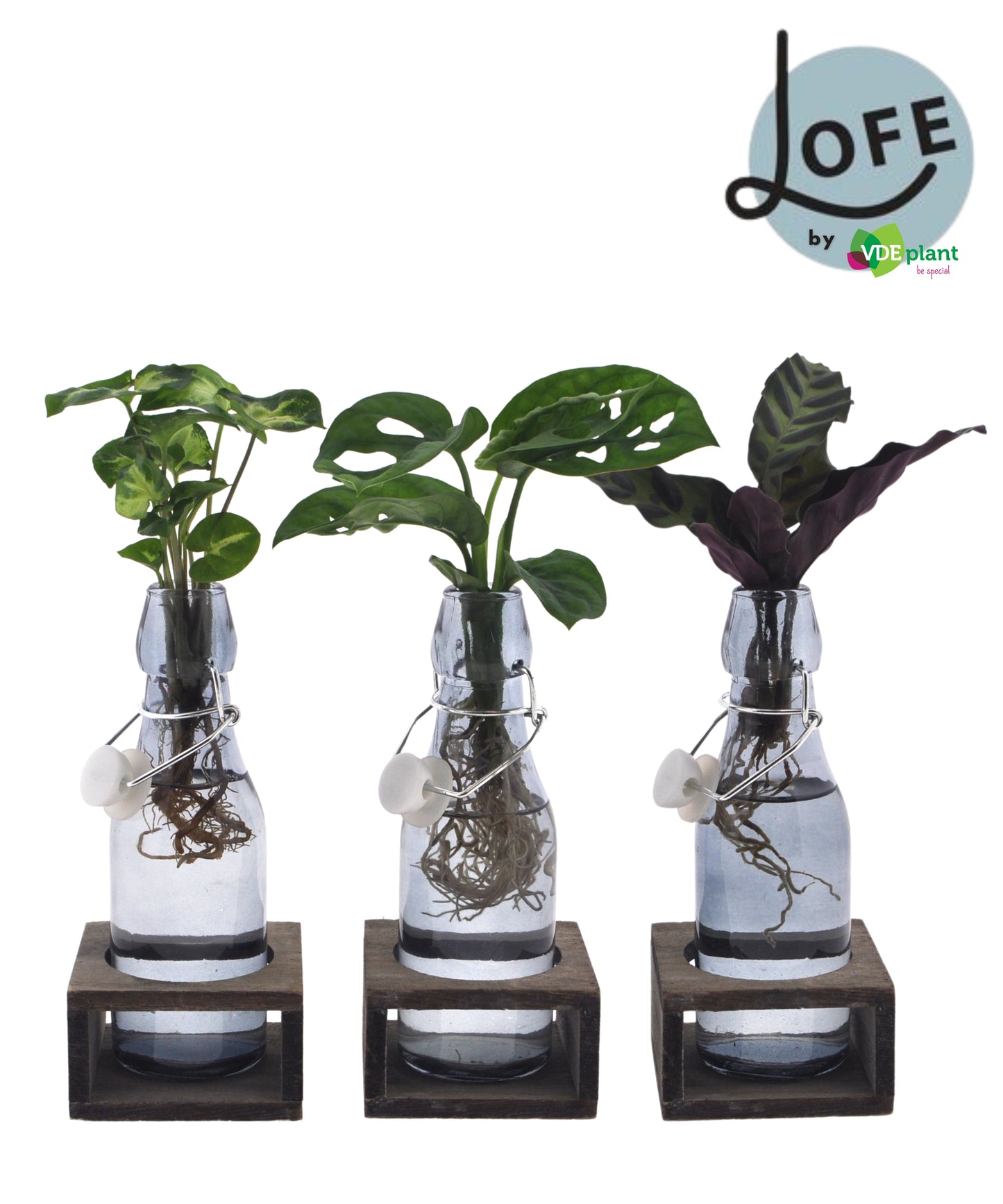 Foliage houseplants mix 25cm 7cm Pot