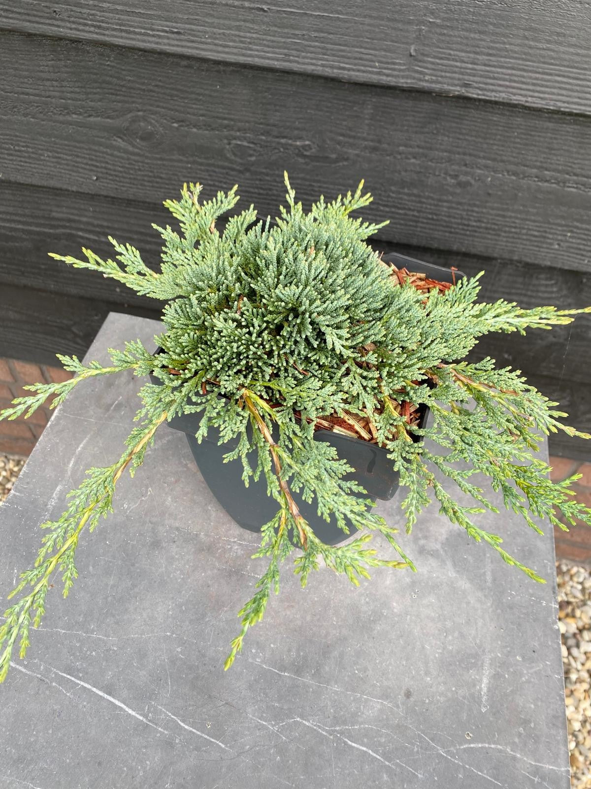 Juniperus chinensis 20cm 17cm Pot