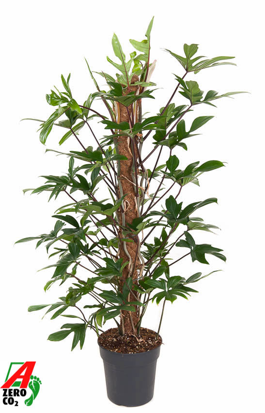 Ammerlaan Green Innovator Philodendron pedatum Pack of 1