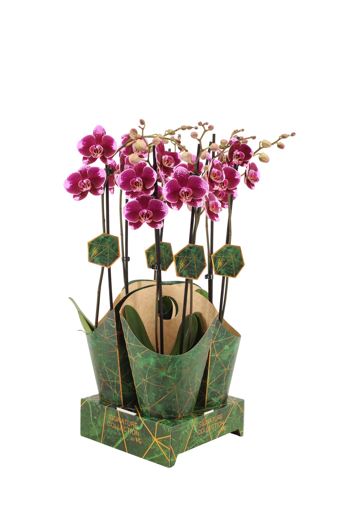 Phalaenopsis purple 60cm 12cm Pot
