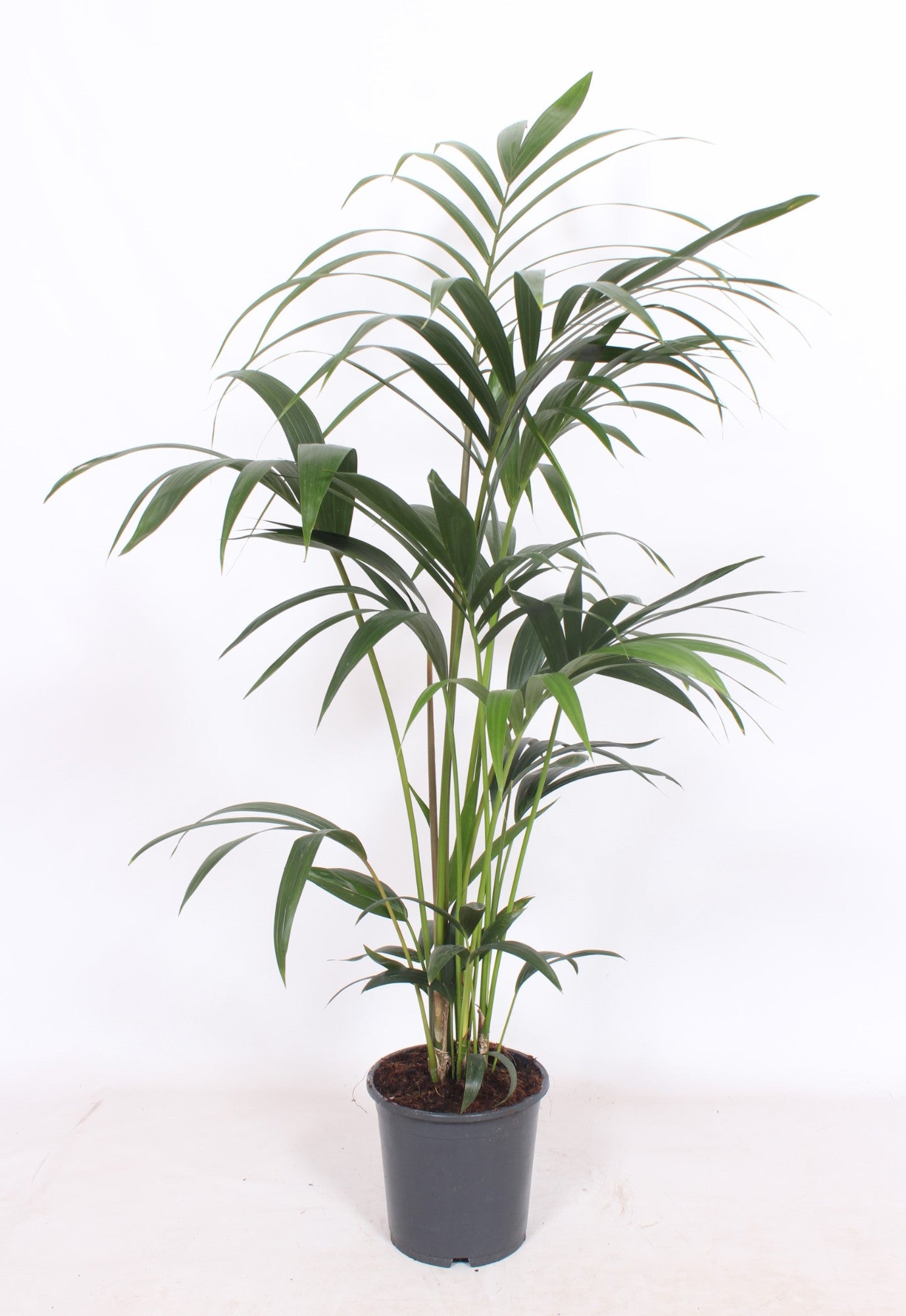 Howea forsteriana 120cm 21cm Pot
