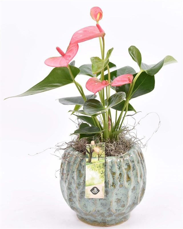 Indoor arrangement 14cm Pot