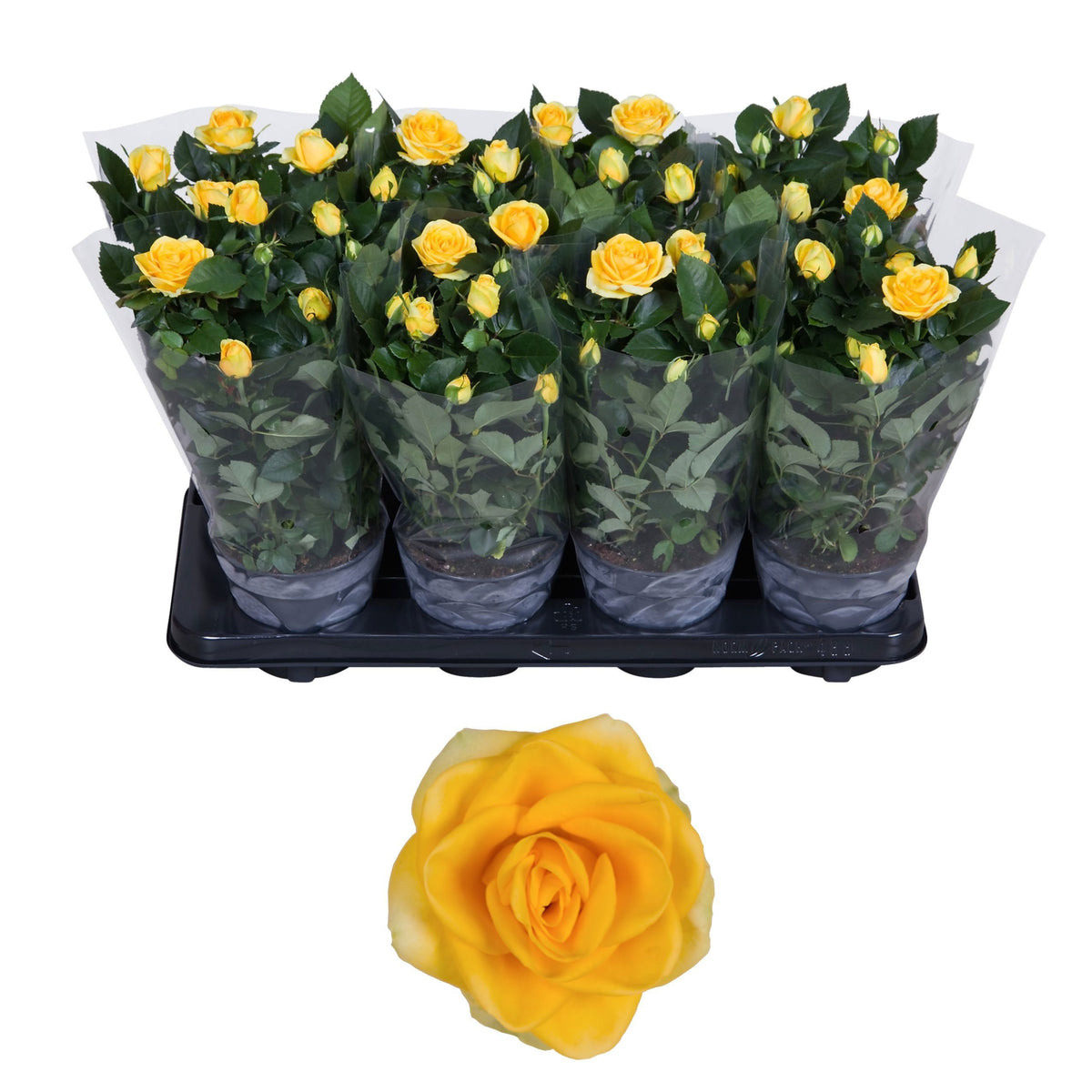 Rosa yellow 36cm 13cm Pot