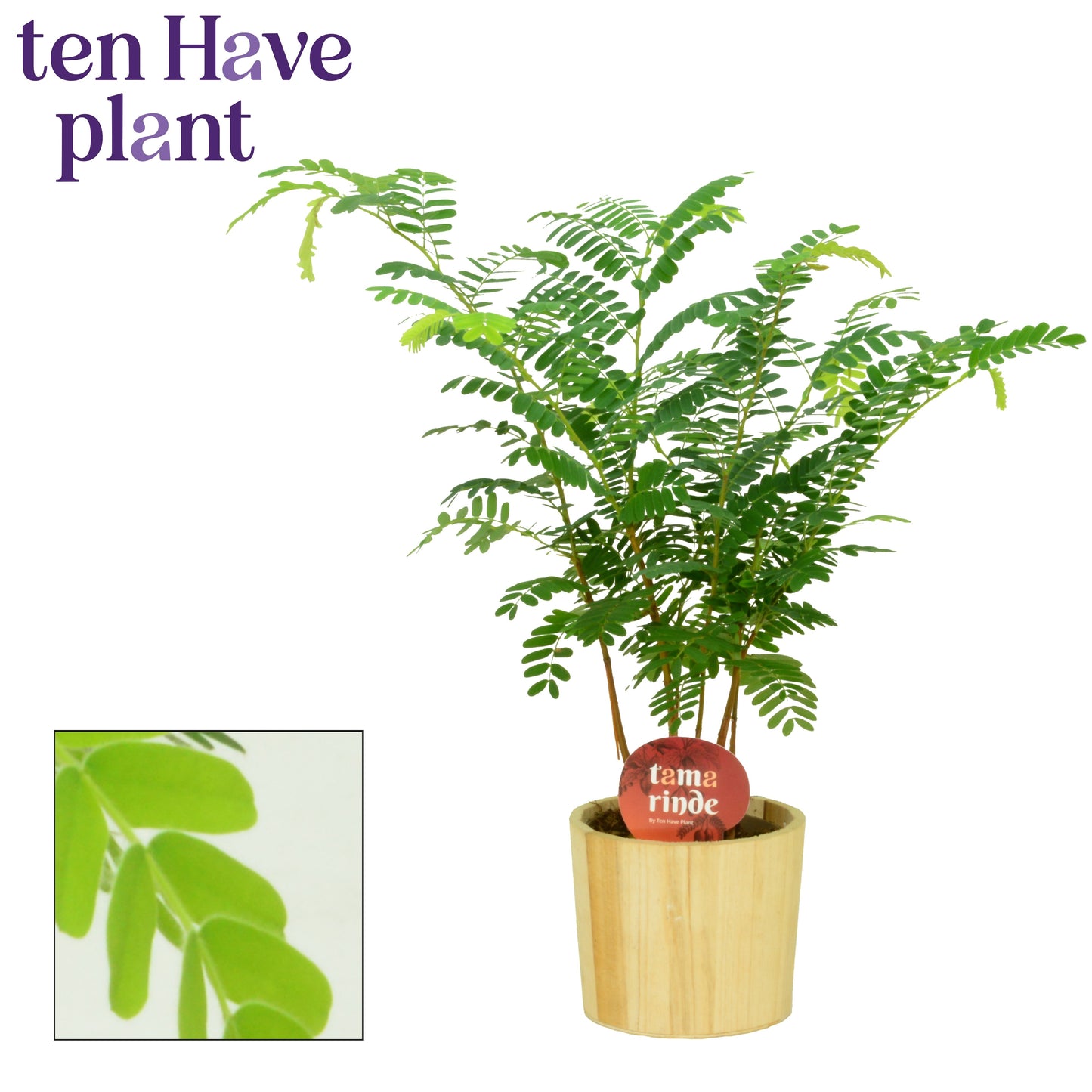 Tamarindus indica 45cm 12cm Pot