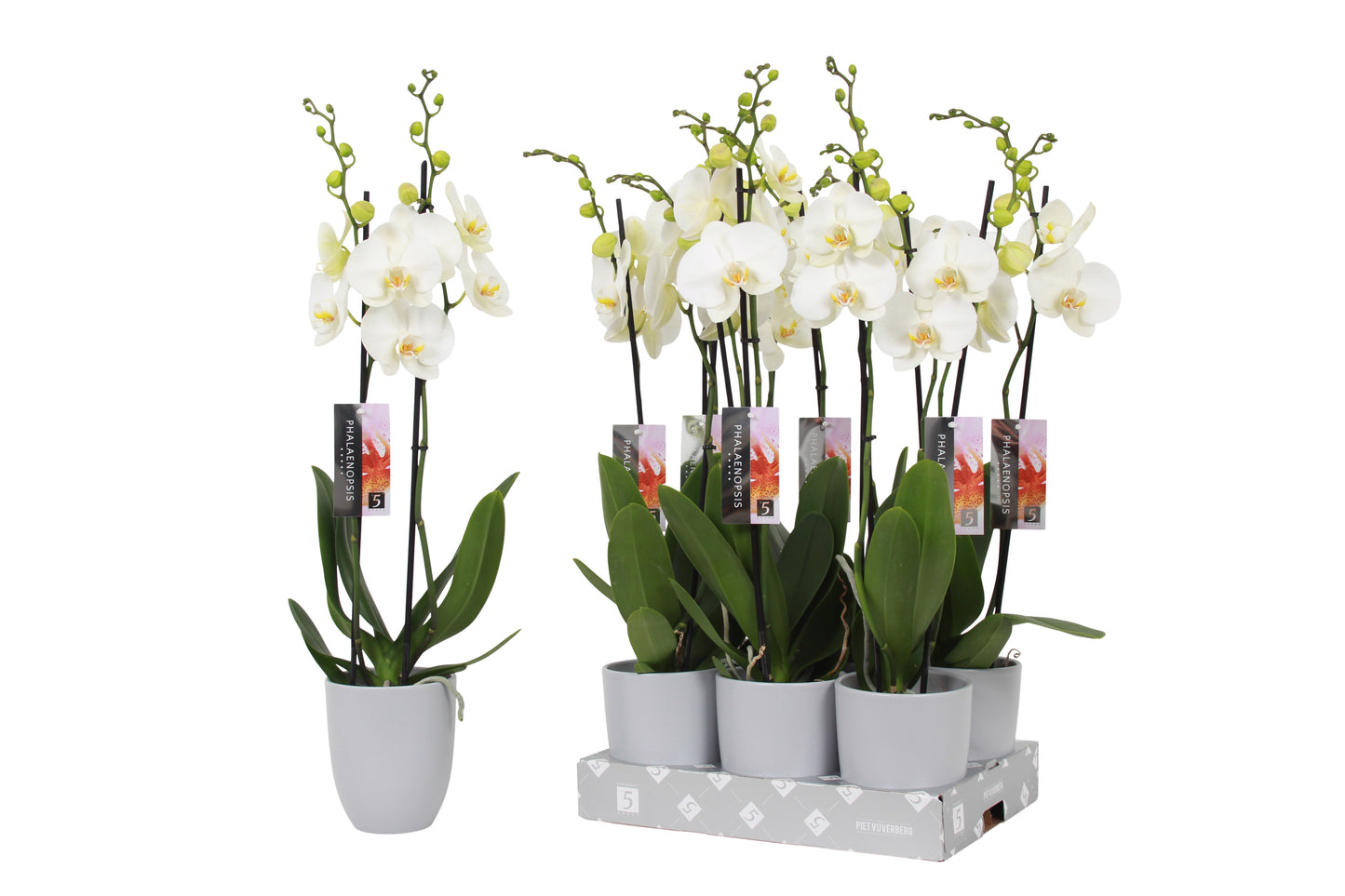 Phalaenopsis white (+ drp.ceramic) 60cm 12cm Pot