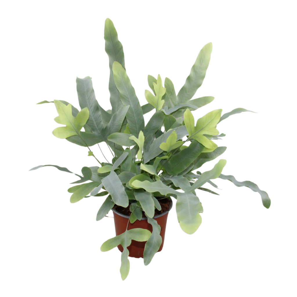Jongenotter Potpl.kwekerij, Willem Phlebodium Blue Star Pack of 8
