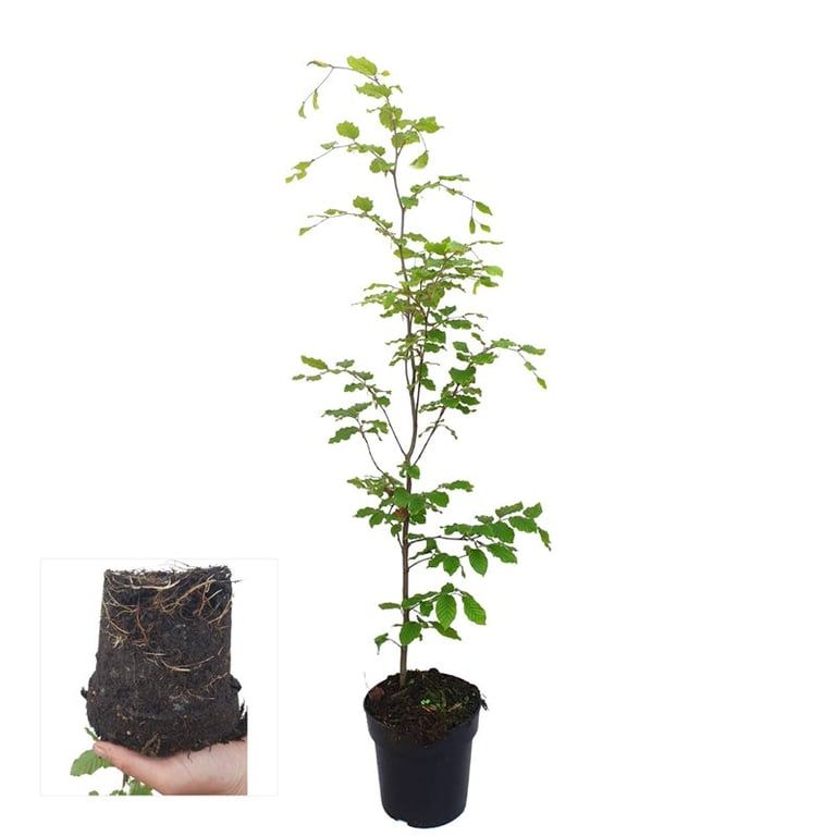 Fagus sylvatica 90cm 17cm Pot