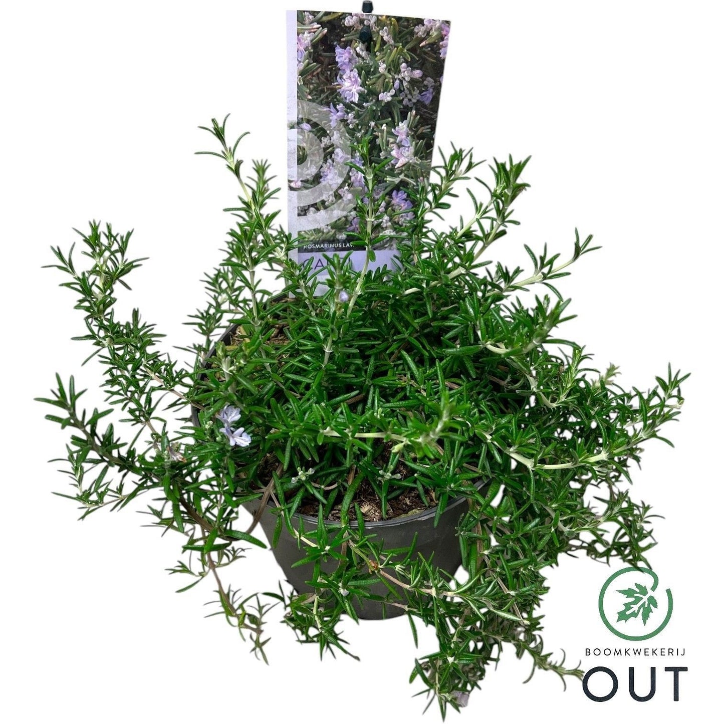 Rosmarinus officinalis Capri (Rosemary) 40cm 17cm Pot