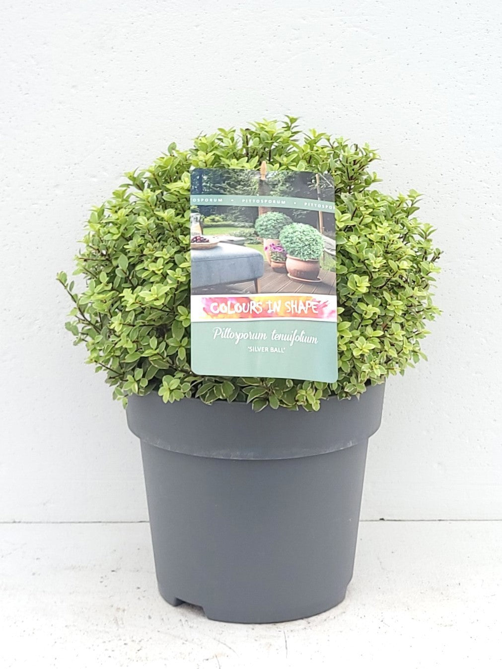 Pittosporum tenuifolium 50cm 29cm Pot