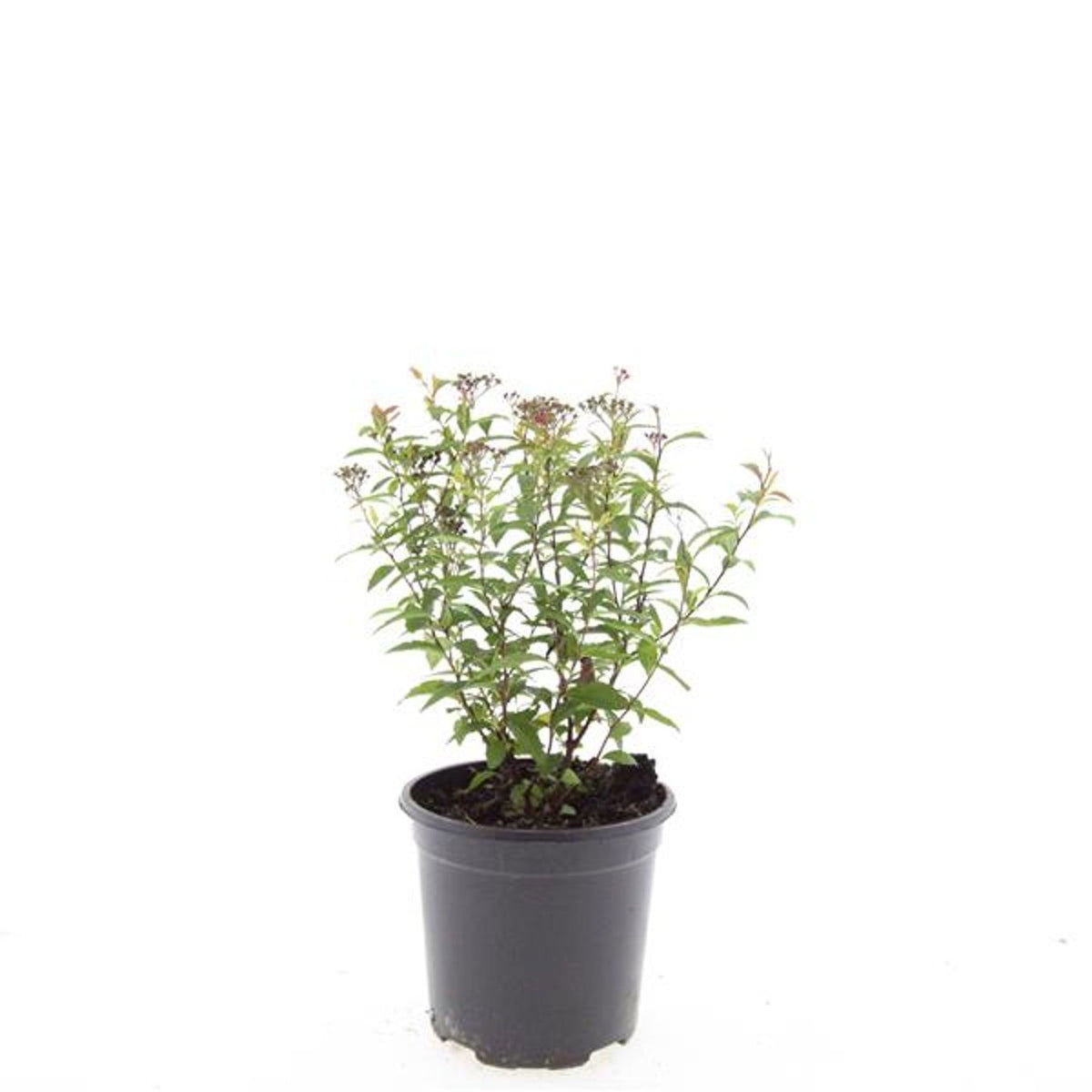 Spiraea japonica Anthony Waterer 10cm 14cm Pot