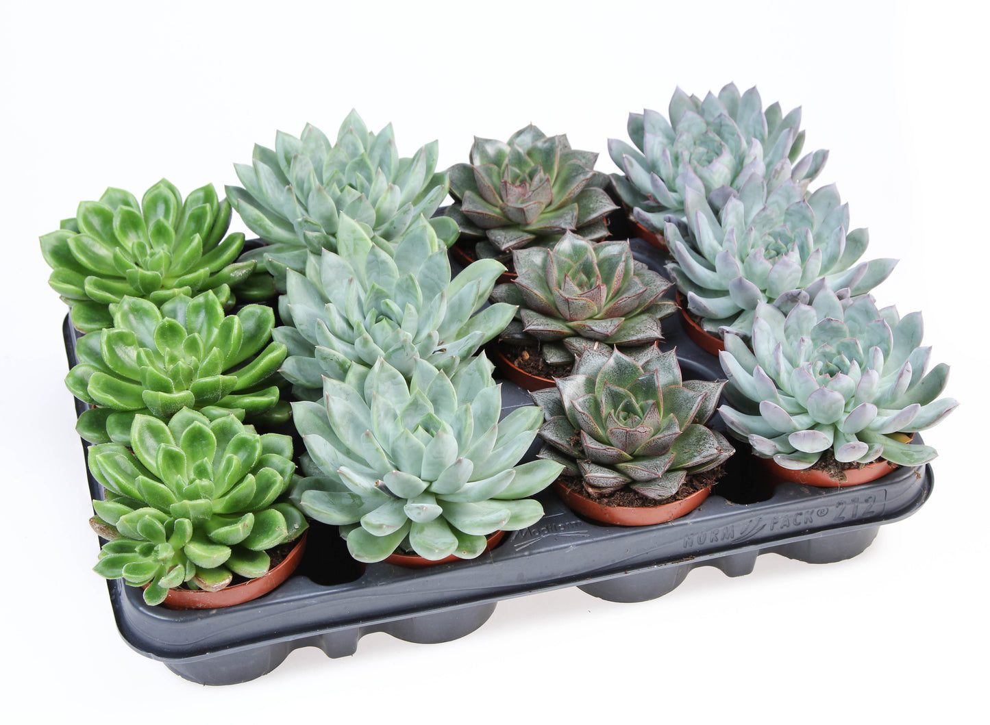 Echeveria mix 10cm 8.5cm Pot